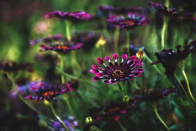 选择聚焦摄影purple-petaled花

